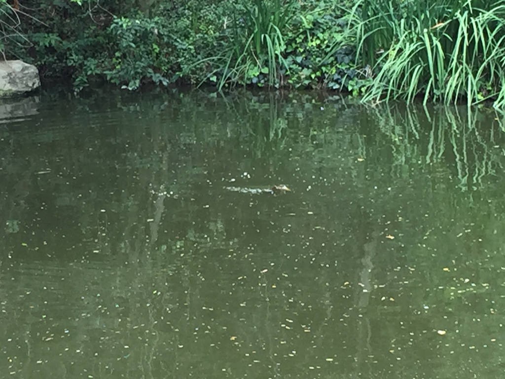 Jumping fish Disneyland