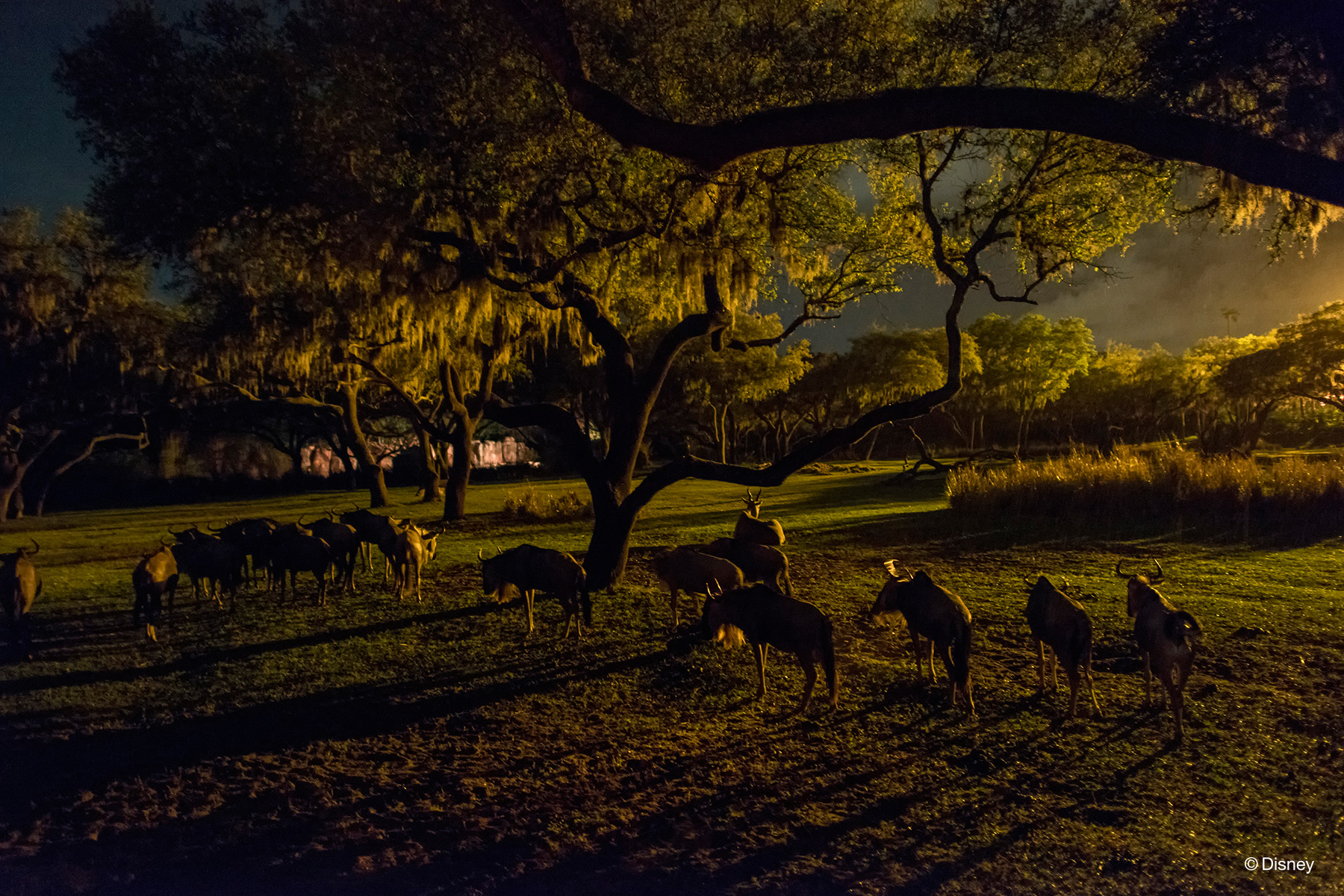 THE MAGIC OF NATURE –– Live animals roam the savanna during a new nighttime excursion on Kilimanjaro Safaris in Disney’s Animal Kingdom Park. (Disney)