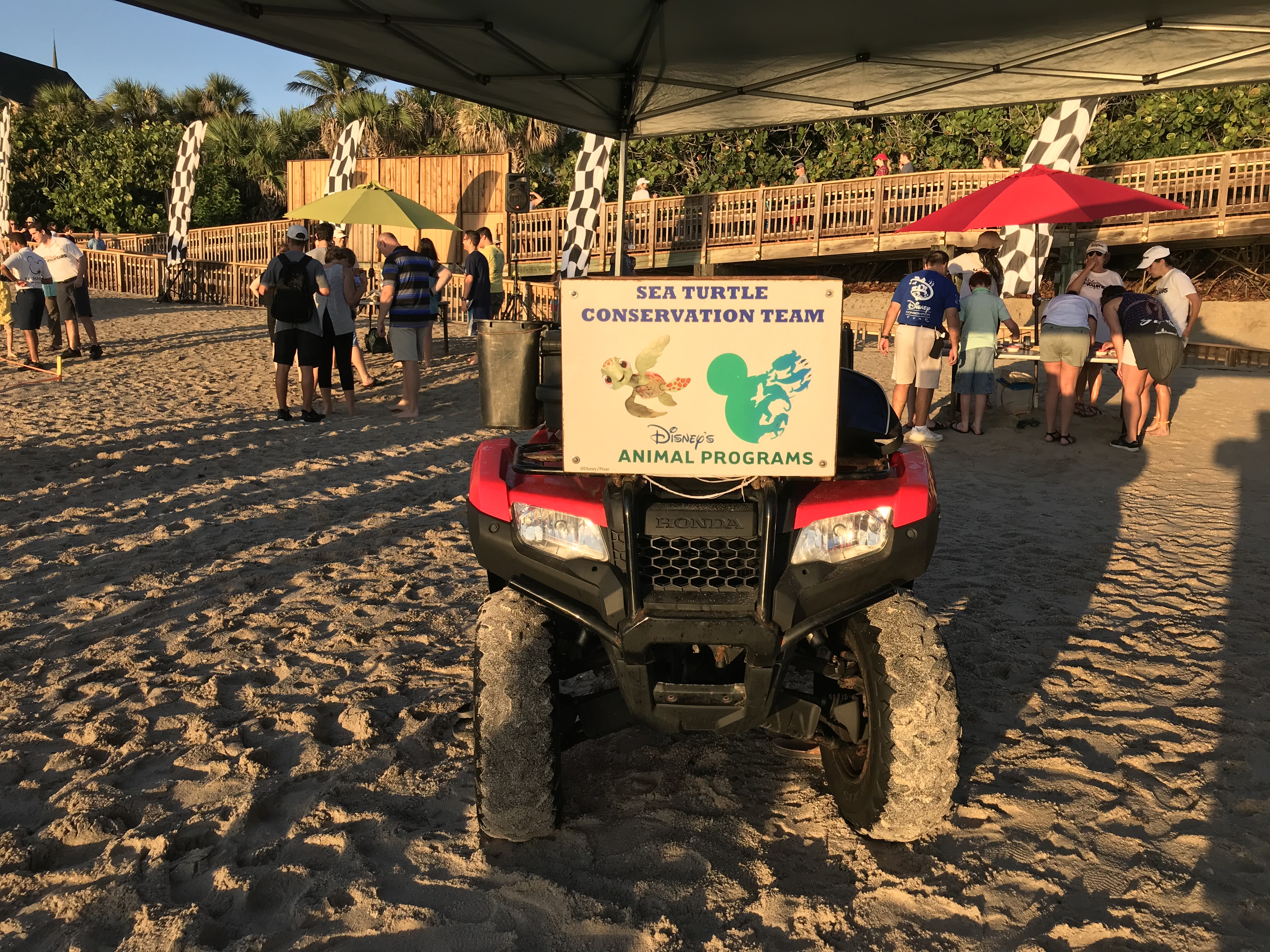 Tour de Turtles - Disney's Vero Beach Resort