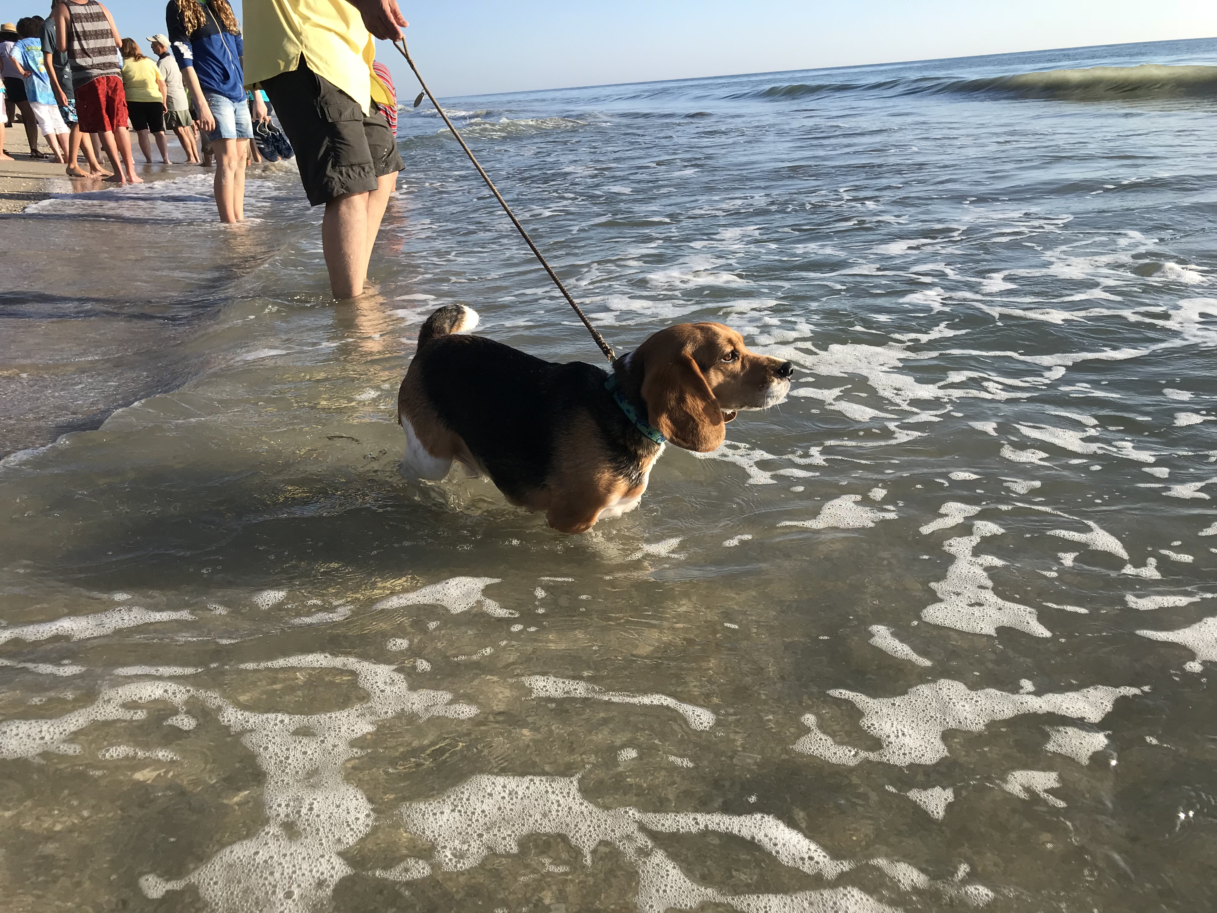 Tour de Turtles - Disney's Vero Beach Resort