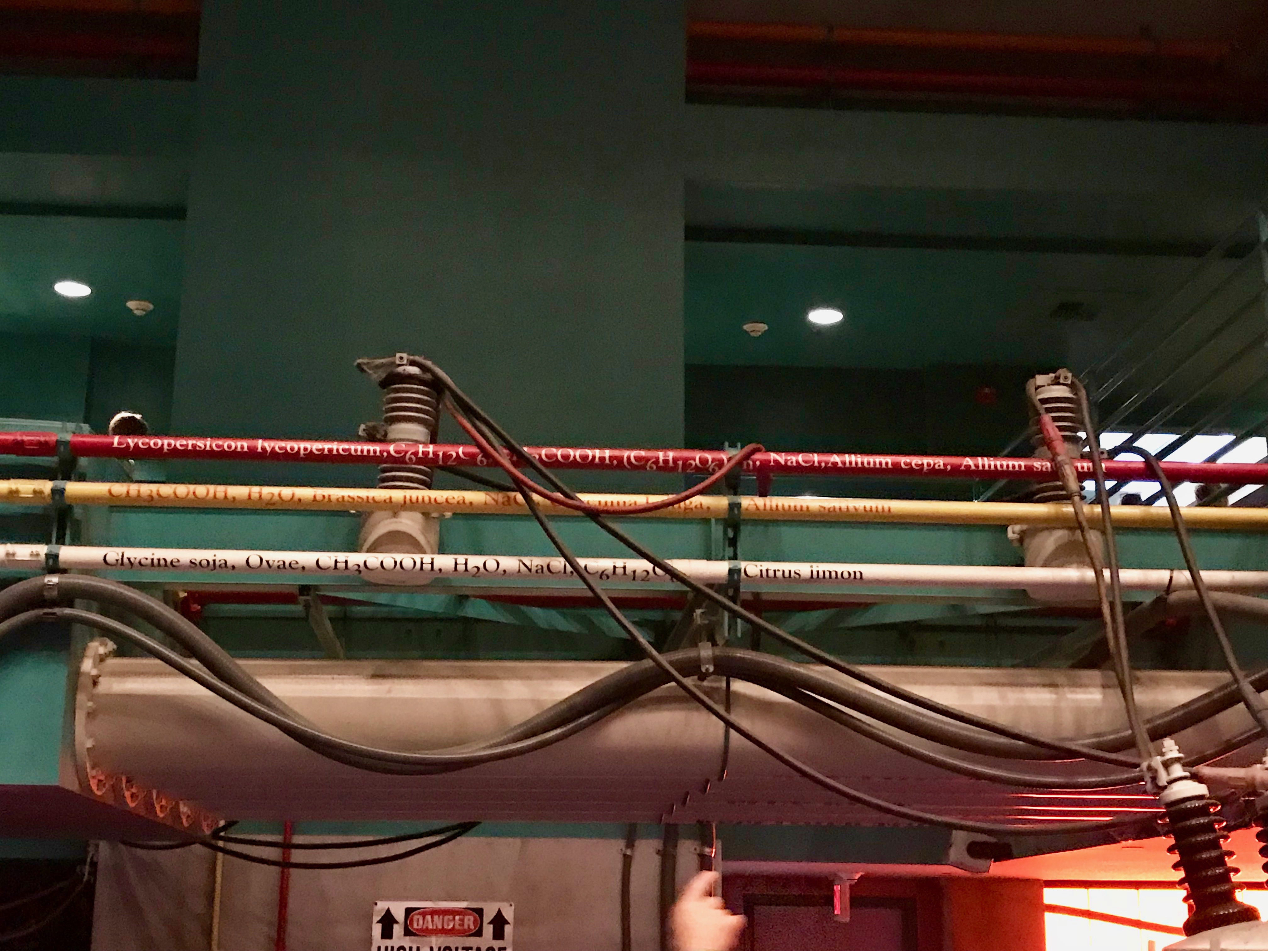 Disney's Animal Kingdom - Ultimate Nights of Adventure VIP Tour