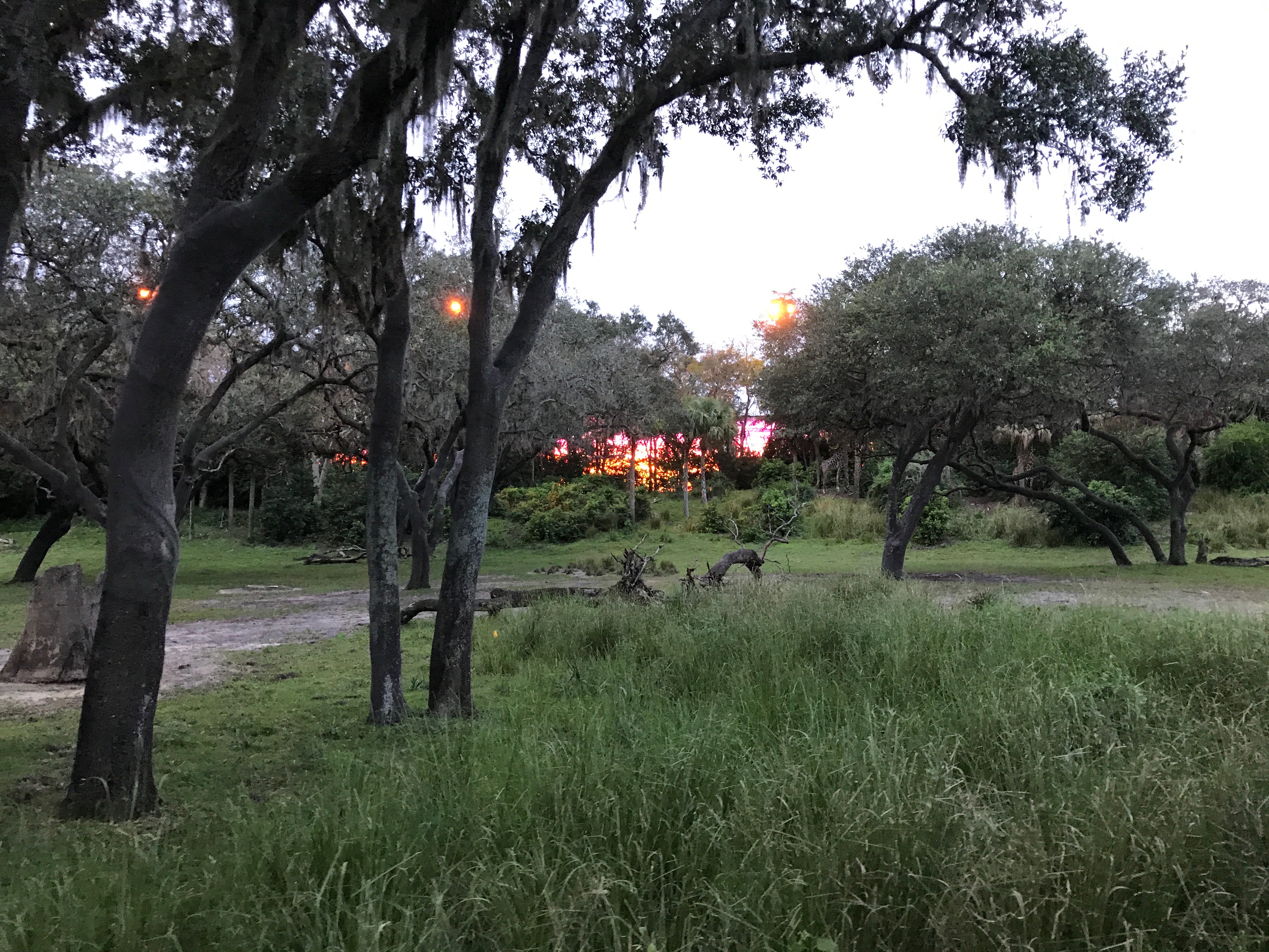 Disney's Animal Kingdom - Ultimate Nights of Adventure VIP Tour