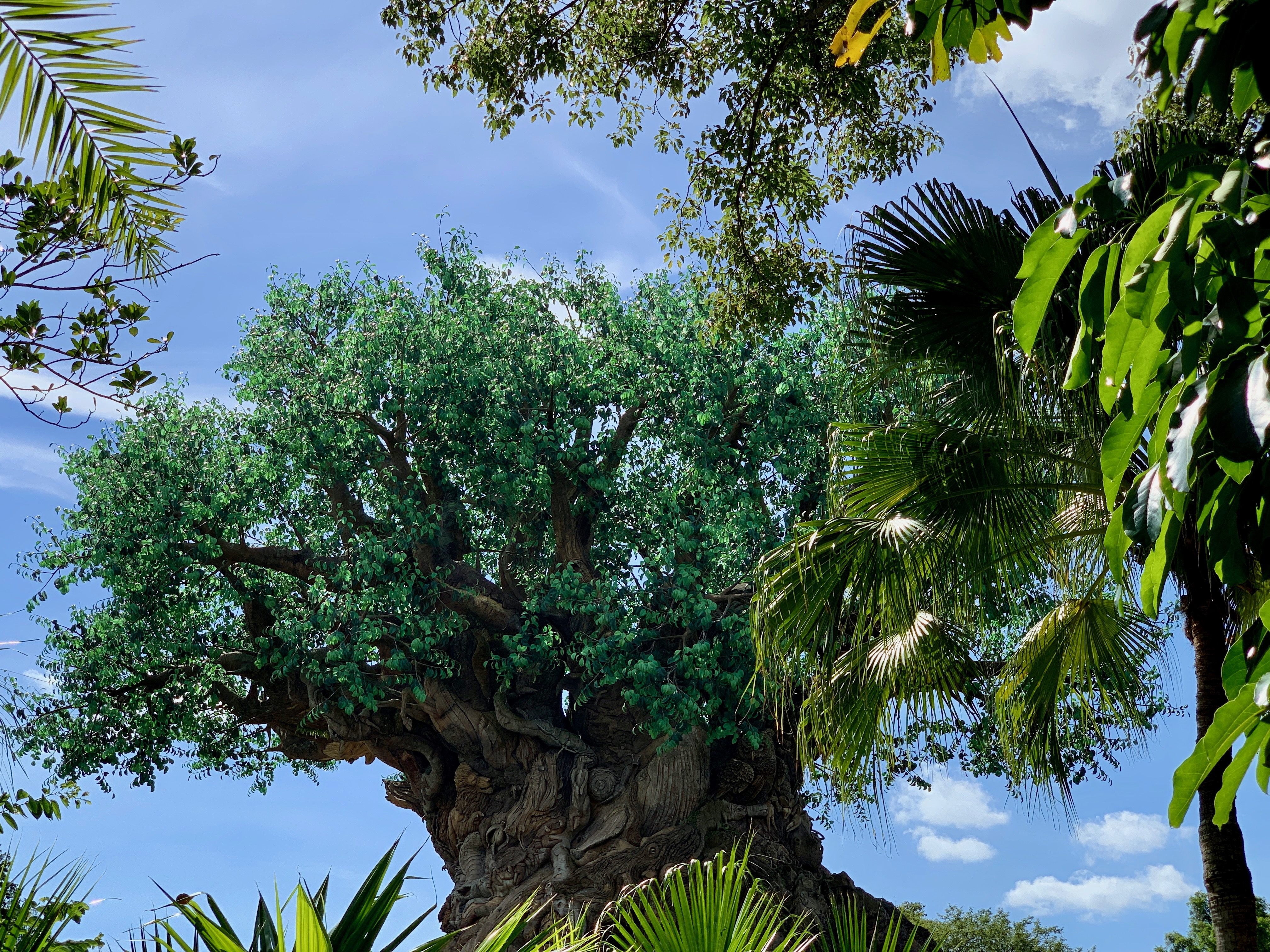Disney's Animal Kingdom - Tree of Life