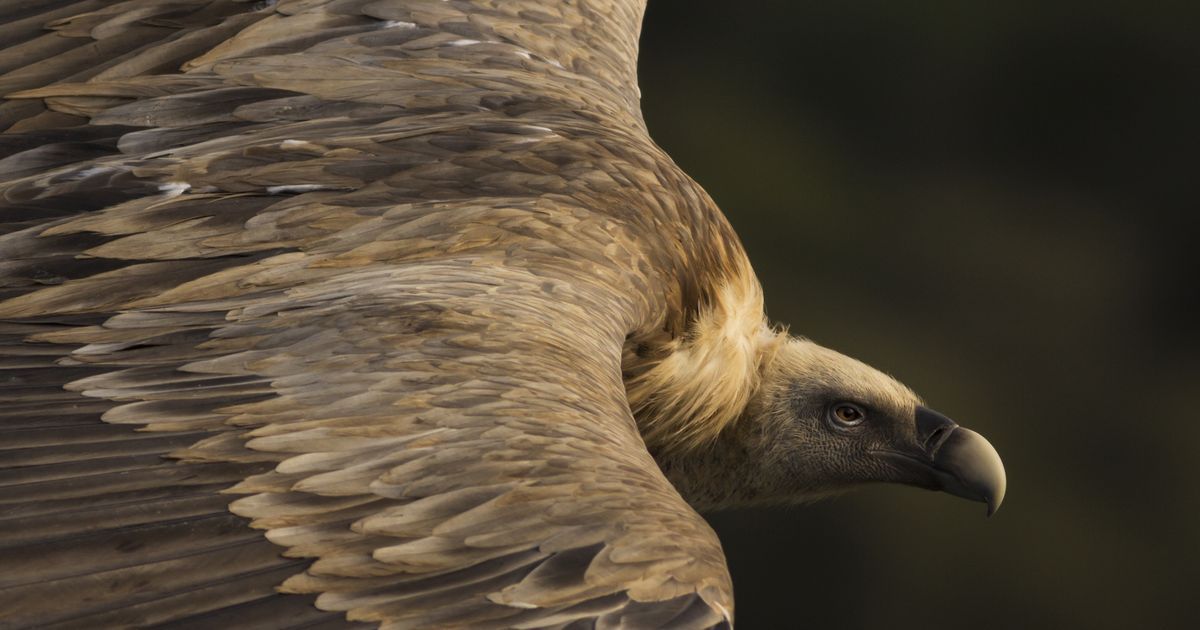TENDER EYES PHOTO AND CAPTION BY
TAMARA BLAZQUEZ HAIK 2019 NATIONAL GEOGRAPHIC TRAVEL PHOTO CONTEST