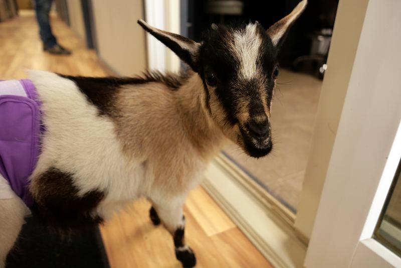 National Geographic/Glass Entertainment Group