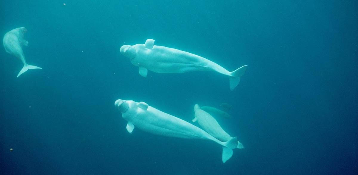 Photo Source: National Geographic