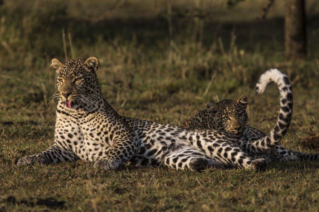 Fig, Toto's mother, rests while Toto plays with her mother's tail. (Beverly Joubert)