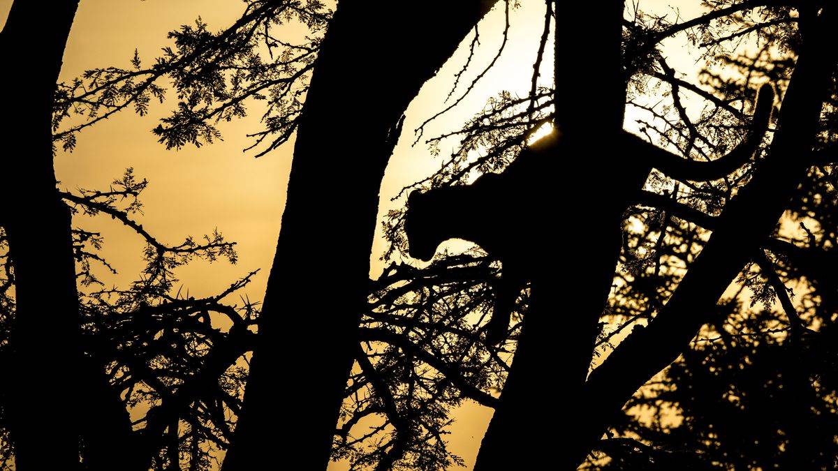 Toto walking along the branches of a tree, the sun setting behind her. (Beverly Joubert)