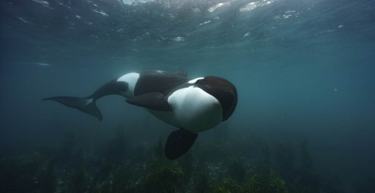 (National Geographic for Disney+/Kina Scollay)