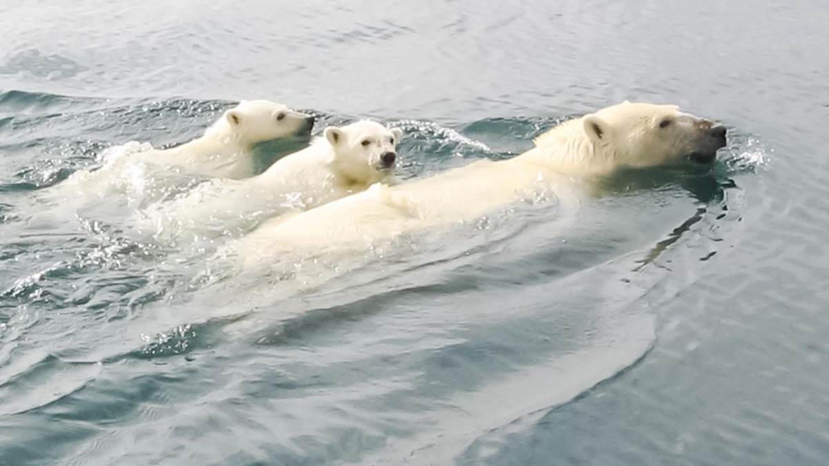 (National Geographic)