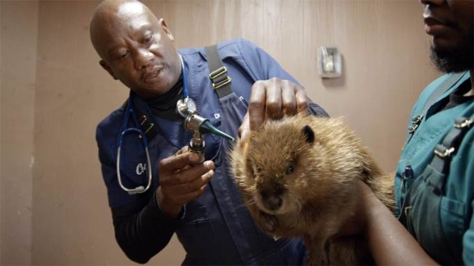 (Nat Geo WILD, Deadline)