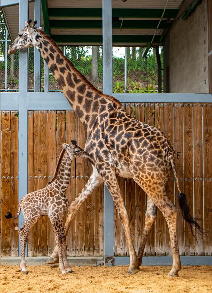 (David Roark, photographer)