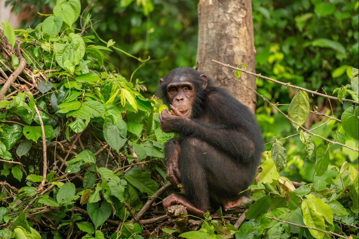 (Jonathan Mbu/Pura Vida Exotics/Alamay Stock Photo)