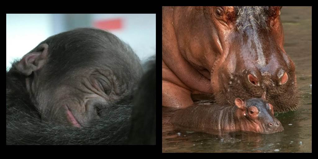 (Disney / David Roark, photographer)