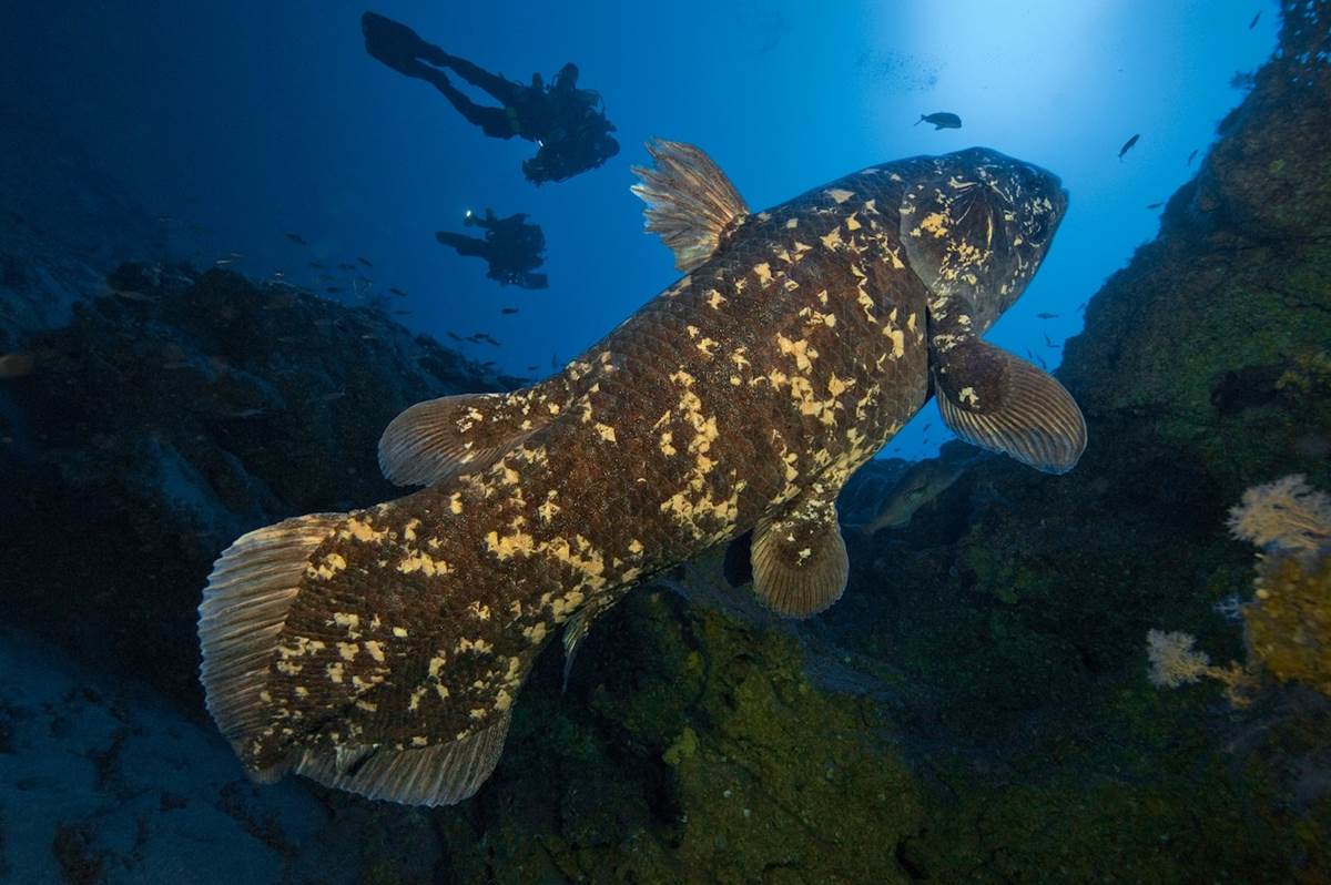 (Laurent Ballesta/National Geographic)