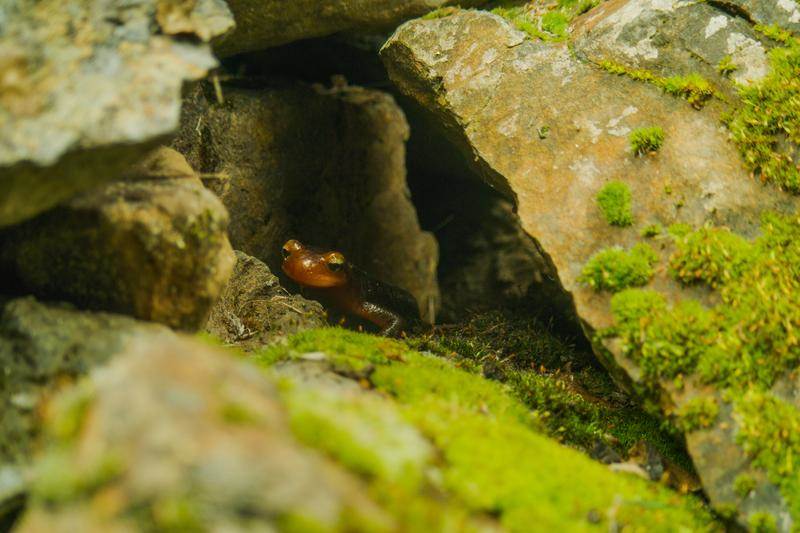 (National Geographic/Andy Shillabeer)