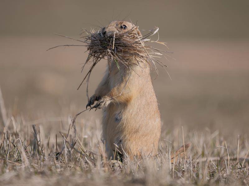 (National Geographic/Yuzuru Masuda)