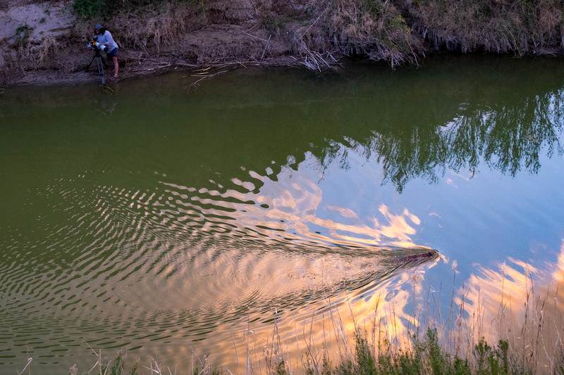 Camera operator, Austin Alvarado, filming a beaver swimming in the Terlingua Creek after the heavy flash flood had destroyed the beaver dam. 
(National Geographic/Patrick Thrash)