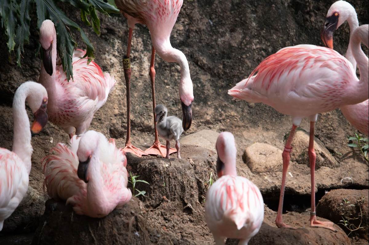 Sandy, the lesser flamingo chick