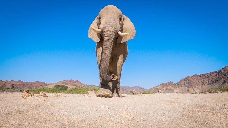 (National Geographic for Disney/Robbie Labanowski)