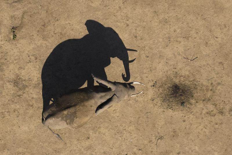 (National Geographic for Disney/Freddie Claire)