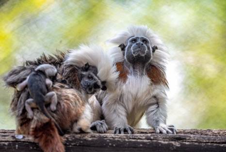 Aaron Wockenfuss/Walt Disney World