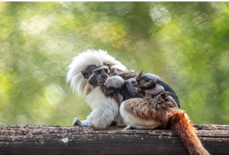 Aaron Wockenfuss/Walt Disney World