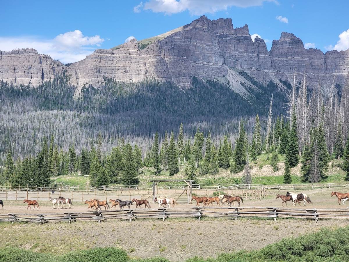 Releasing the Horses