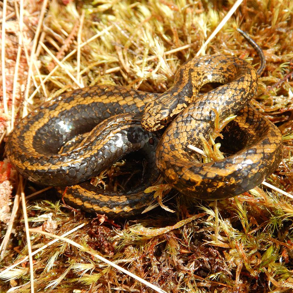 The Tachymenoides harrisonfordi, snake named for Harrison Ford.