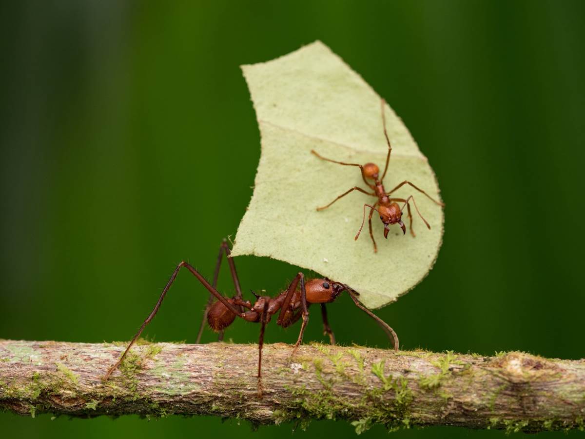 A leafcutter ant carrying a leaf with a smaller leafcutter ant sitting on it is featured in the "Welcome to the Jungle" episode of “A Real Bug’s Life.
