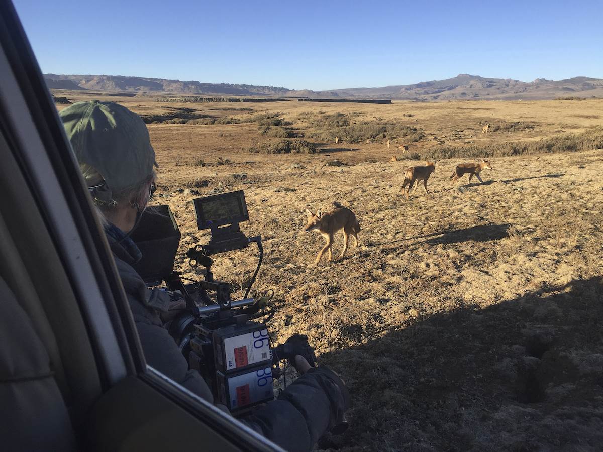 Queens Series Director of Photography, Sophie Darlington films Ethiopian wolves from a vehicle in the mountains of Ethiopia. (National Geographic for Disney/Jess Tombs)
