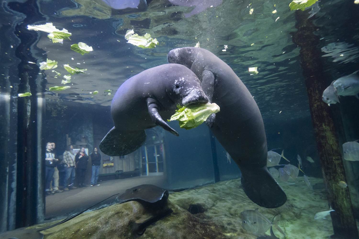 Courtesy Columbus Zoo & Aquarium