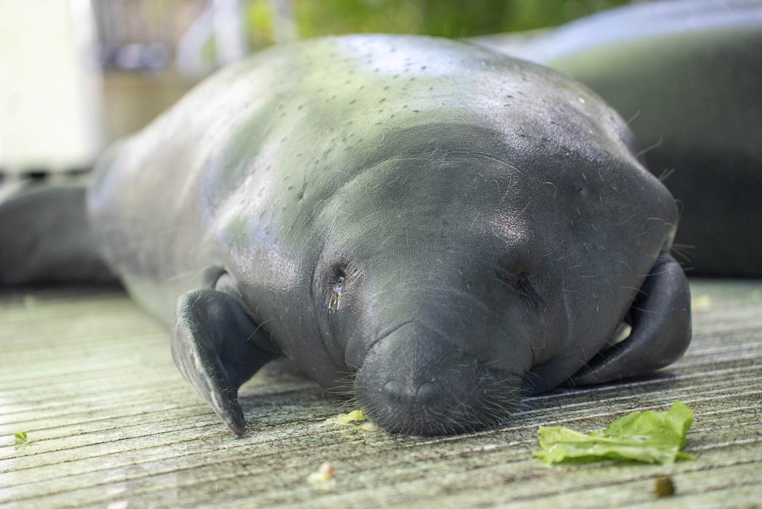 Photo Courtesy SeaWorld Orlando