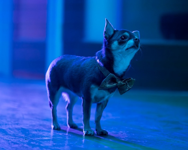 (Disney/Daniel Delgado Jr._